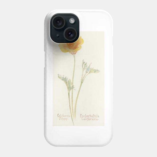 California Poppy - Botanical Illustration Phone Case by chimakingthings