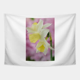 Narcissus  'Sailboat'   AGM    Division 7 Jonquilla  Daffodil Tapestry