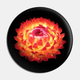 magical blossom, flower, summer, sun, orange, red, yellow Pin