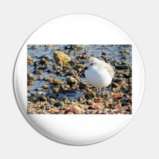 Sanderling on the Beach Pin