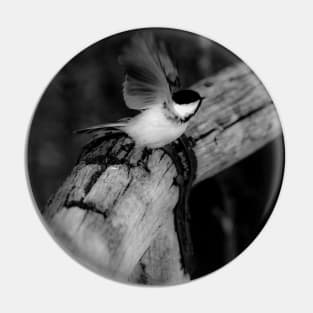 Chickadee taking flight in black and white. Pin