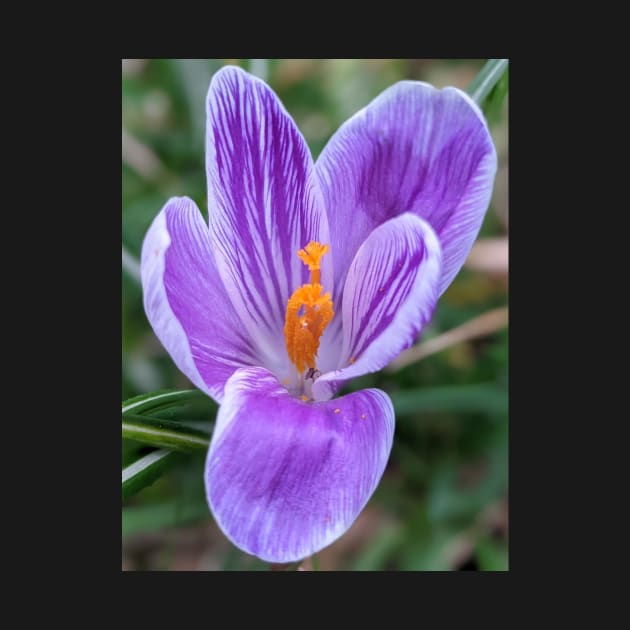 Purple, Orange and White Flower 4 by AustaArt