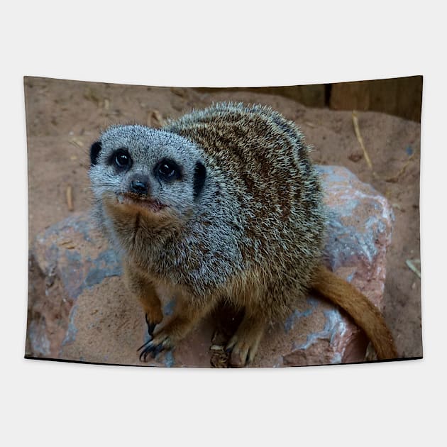 Meerkat Tapestry by Nicole Gath Photography