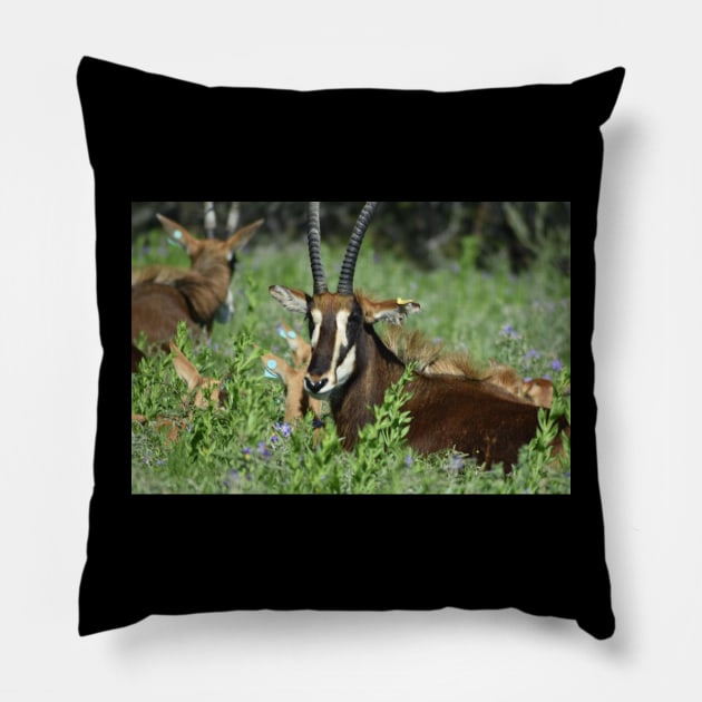 Sable Antelope Pillow by MarieDarcy