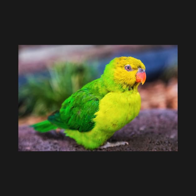 Lorikeet Portrait by JeffreySchwartz