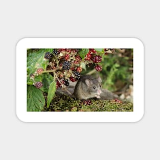 brambles and mouse Magnet