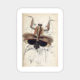 Jardine Naturalist's Library Entomology Plate 9 Magnet