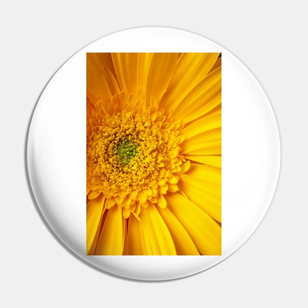 Close Up Yellow Gerbera Daisy Pin by photogarry