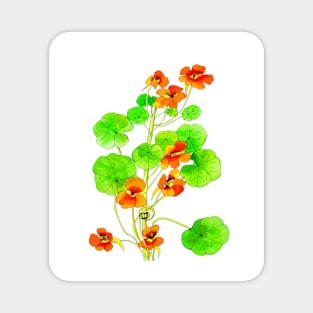 Nasturtiums Magnet