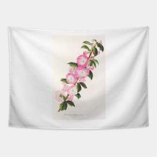 Flowering almond - Botanical Illustration Tapestry