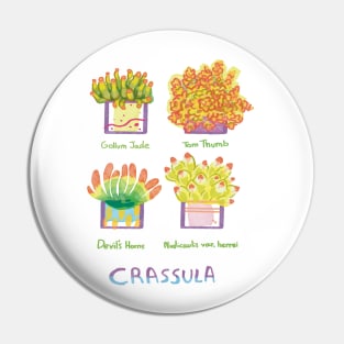 Four Crassula succulents Pin