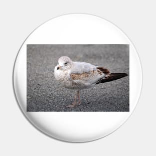 Ring Billed Gull Pin