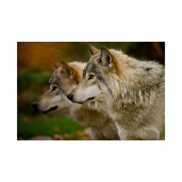 Timber Wolves by jaydee1400