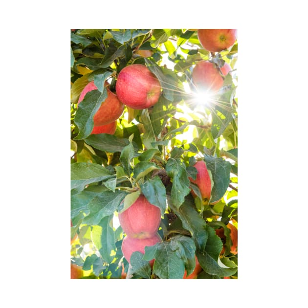 Branches of Red Apples and Autumn Sunshine by Amy-K-Mitchell