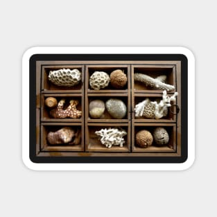 Corals, fossils, seeds and stones Magnet