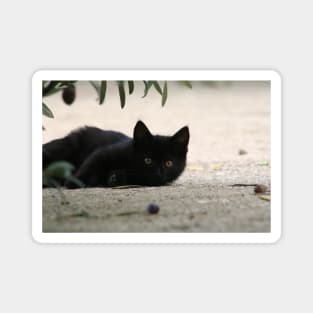 Black Kitten Playing with Black Olives Magnet