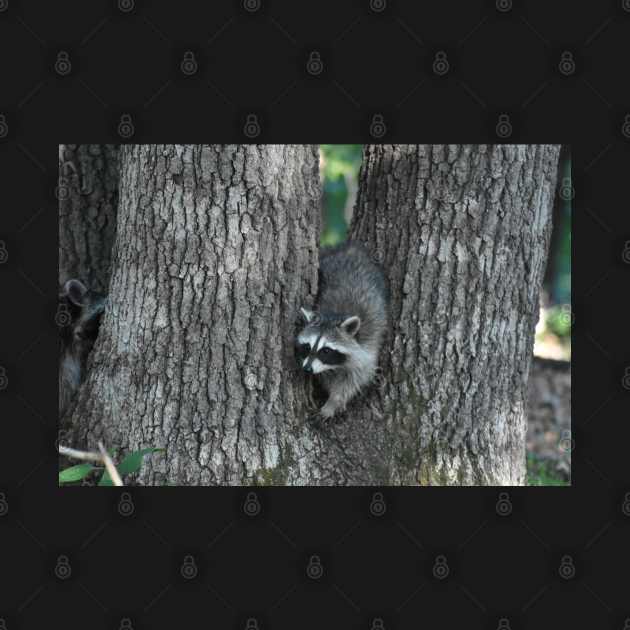 Baby Raccoon in a Tree by MarieDarcy