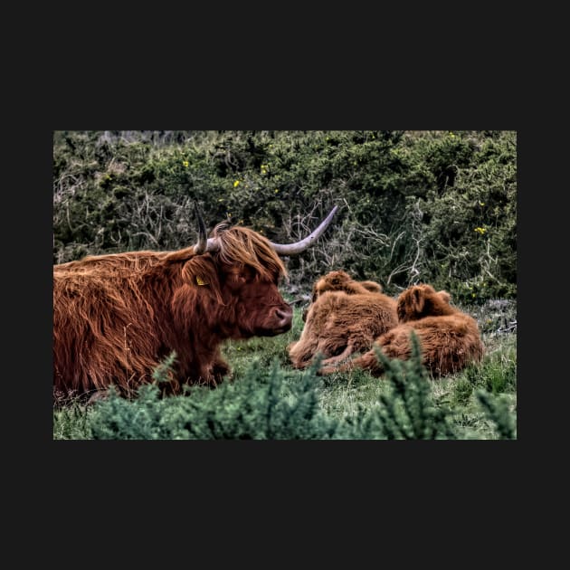 Dartmoor Highland Long Horned Cattle by avrilharris