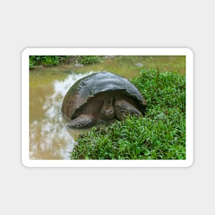 Galapagos Islands Giant Tortoise Turtle Magnet