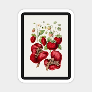 Vintage Strawberry. Original from Biodiversity Heritage Library Portrait Magnet