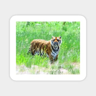 Bengal Tiger in Meadow Magnet
