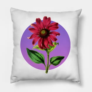 Vintage Botanical Flower Illustration Echinacea Intermedia Pillow