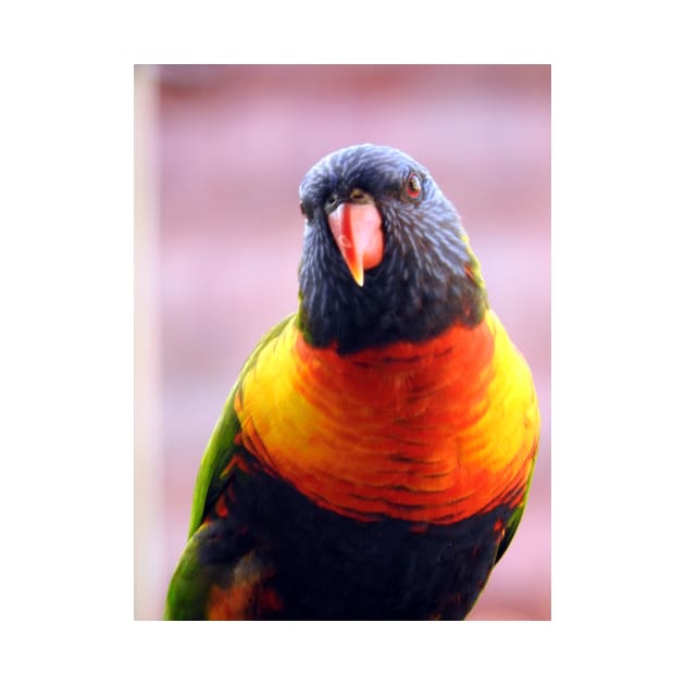 Rainbow Lorikeet by kirstybush