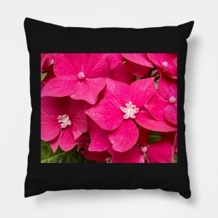 Perfection of the Pink Hydrangea Pillow