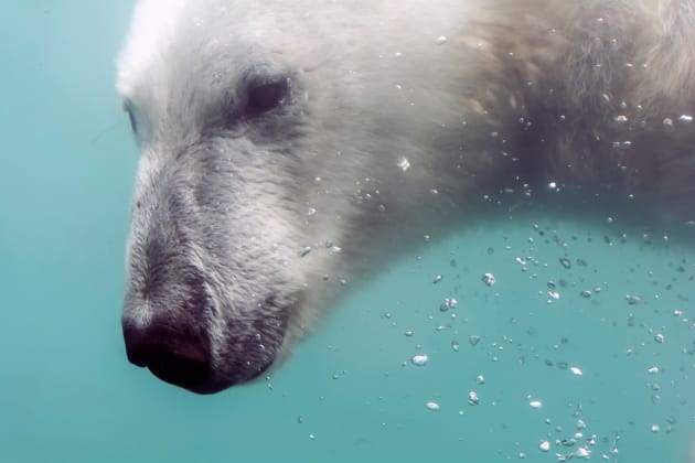 Head of Polar bear under water Kids T-Shirt by lena-maximova