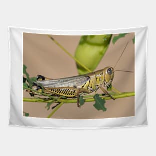 Differential grasshopper (Melanoplus differentialis) Tapestry