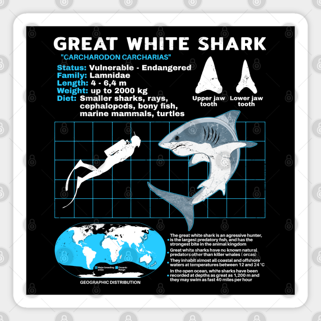 Great White Shark Fact Sheet Great White Shark Fact Sheet Magnet