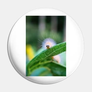 Caterpillar on a Sunflower leaf Pin