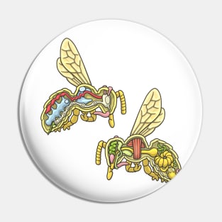 Honey Bee Anatomy Illustration Pin