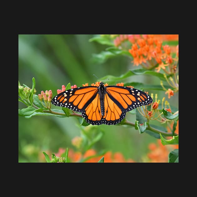 Monarch Butterfly by candiscamera