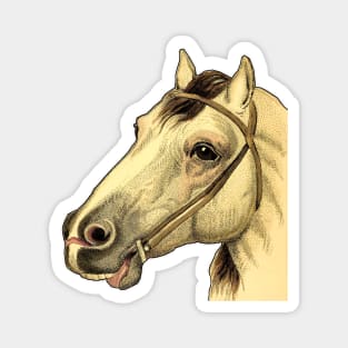 Horse head Magnet