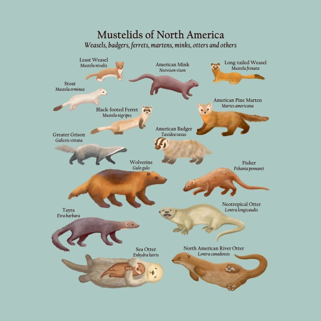 Mustelids of North America: Weasels, Otters, and Others (Light Background) by ELMayer