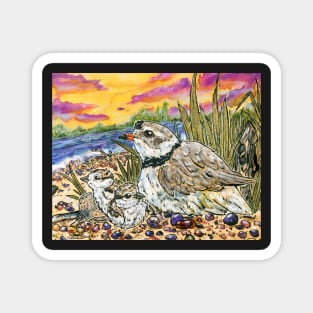 Piping Plovers and Chicks Magnet