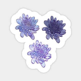 Chrysanthemum Flowers in Purple Magnet