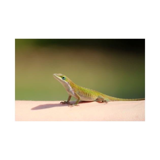 Carolina Anole by Cynthia48