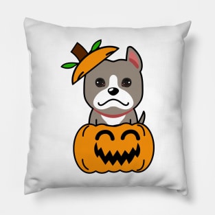 Funny grey dog is in a pumpkin Pillow