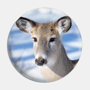 Young Deer with amazing eyes. Pin