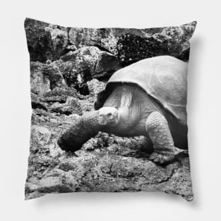 vintage photo of galapagos tortoise Pillow