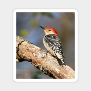 Red Bellied Woodpecker Magnet