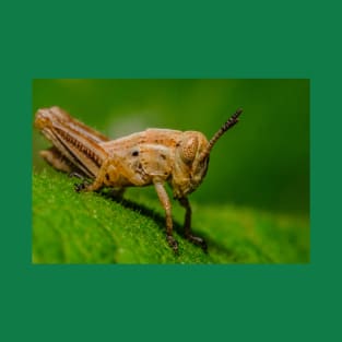 Young Grasshopper Photograph T-Shirt