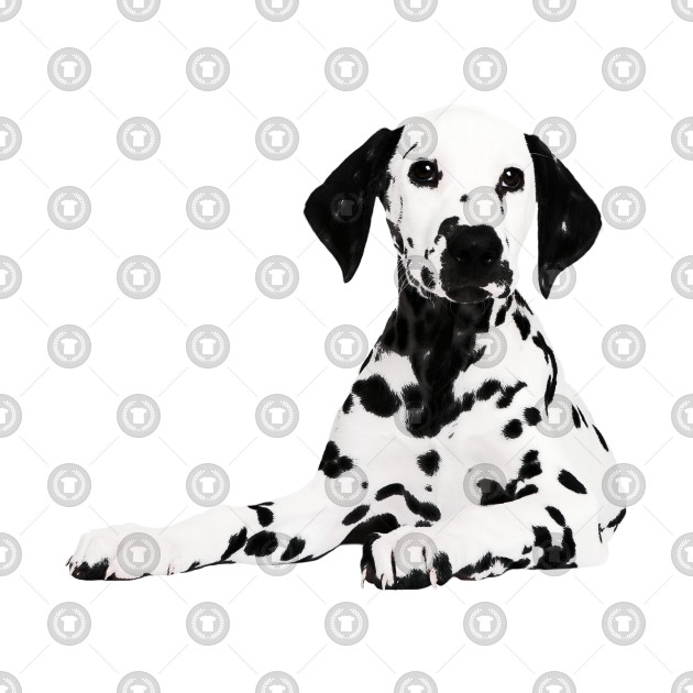 Dalmatian Size Chart