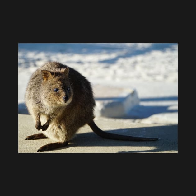 Rottnest Quokka by James Mclean