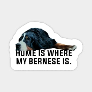 bernese mountain dog Magnet