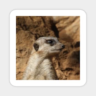 Meerkat 029 Magnet