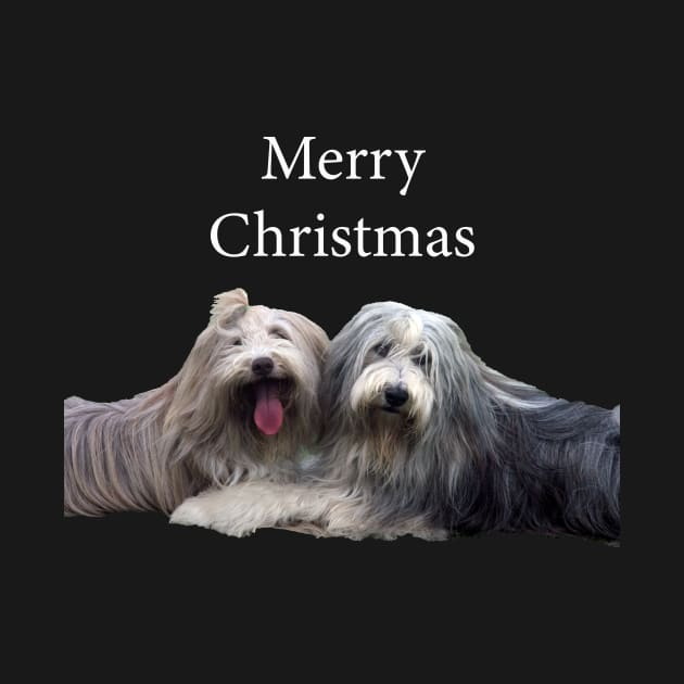 Bearded Collie Merry Christmas by tommysphotos