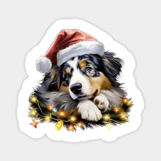 Lazy Australian Shepherd Dog at Christmas Magnet